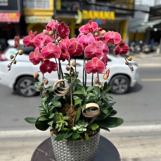 Lan Hồ Điệp Tươi - Hoa Lan Sang Trọng LV936