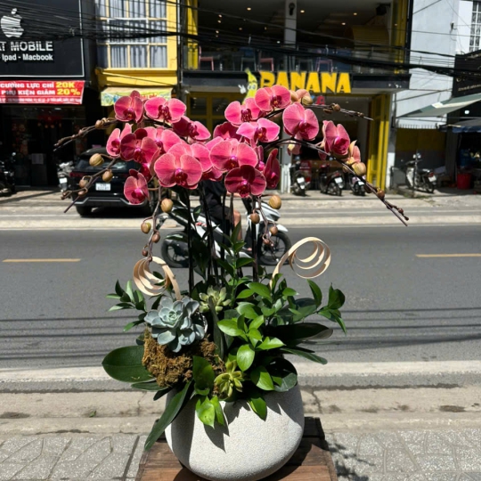 Lan Hồ Điệp Tươi - Hoa Lan Hồng LV716
