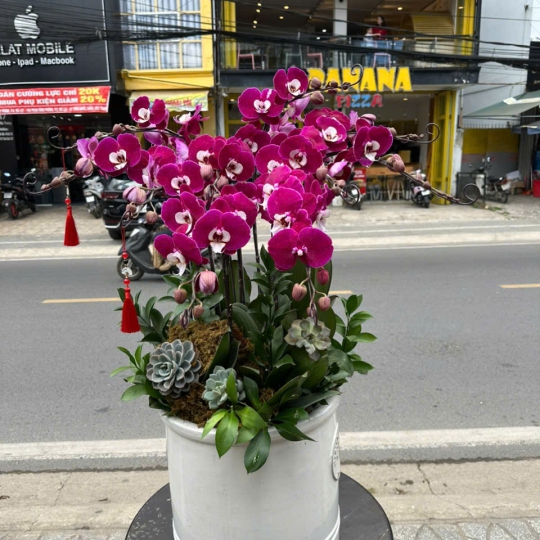 Lan Hồ Điệp Tươi - Hoa Lan Tím LV736