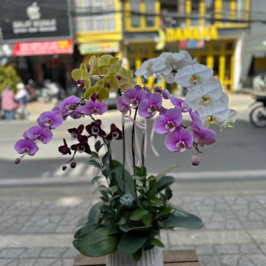 Lan Hồ Điệp Tươi - Hoa Lan Đẹp LV746