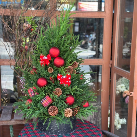 Cây Thông Noel