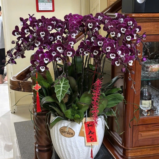 Lan Hồ Điệp LV-001