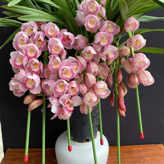 Lan Hồ Điệp Mẫu Mới - LV05