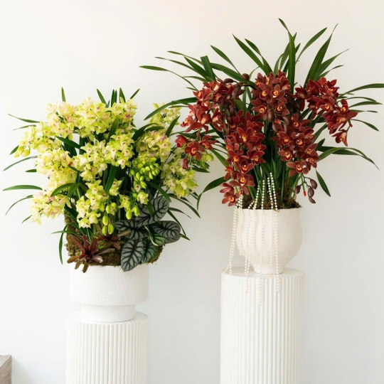 Lan Hồ Điệp Mẫu Mới - LV005