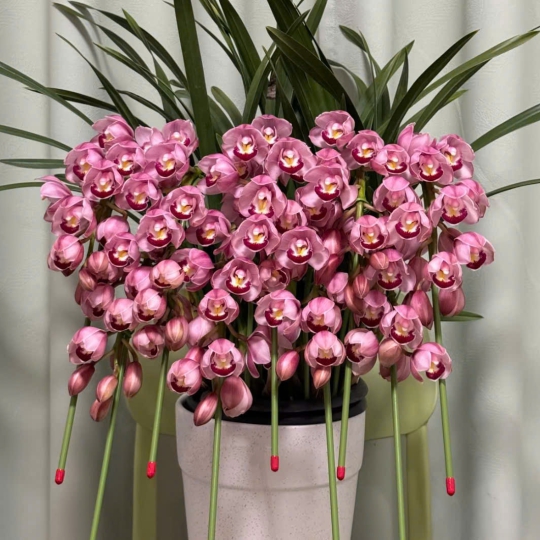 Lan Hồ Điệp Mẫu Mới - LV043