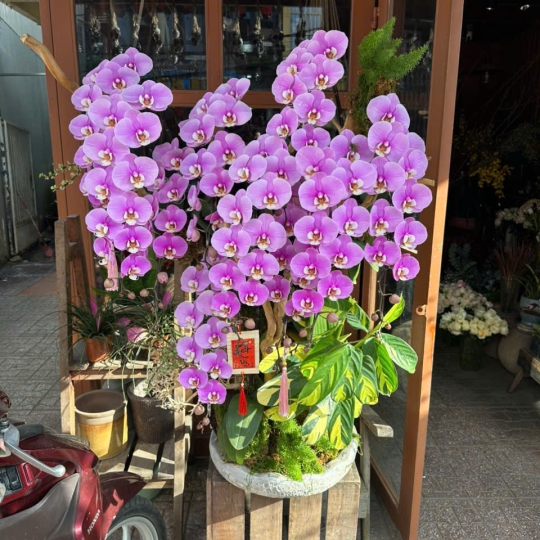 Lan Hồ Điệp Hồng LV-021