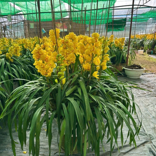 Lan Hồ Điệp Vàng LV-002