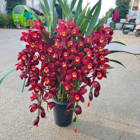 Lan Hồ Điệp Đỏ - LV09