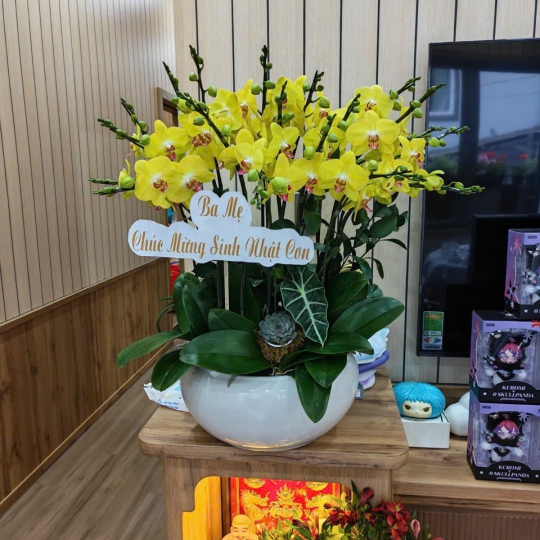 Lan Hồ Điệp Vàng LV-003