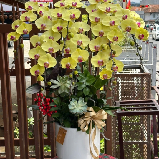 Lan Hồ Điệp Vàng Phối Sen Đá LV-001