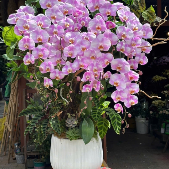 Chậu Lan Hồ Điệp Trắng Hồng - LV03