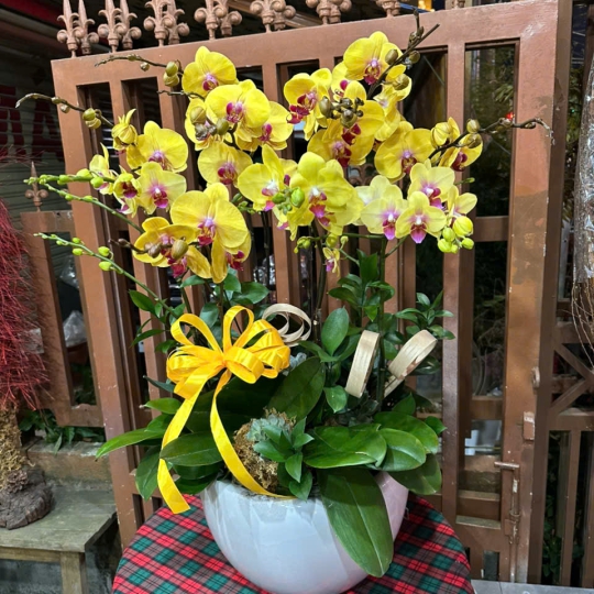 Lan Hồ Điệp Vàng Đẹp LV-022