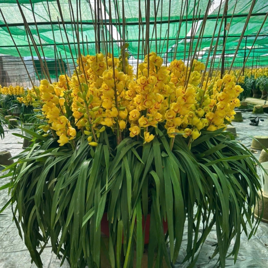 Lan Hồ Điệp Vàng Mới LV-001