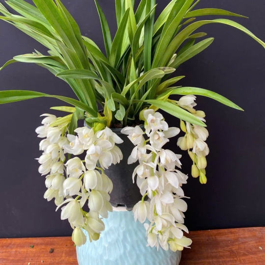 Lan Hồ Điệp Mới LV-001